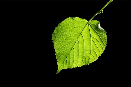 green leaf on black background Stock Photo - Budget Royalty-Free & Subscription, Code: 400-05168322