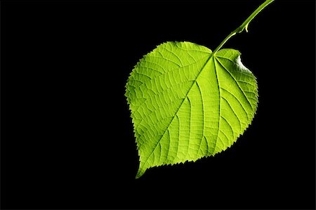 simsearch:400-07984864,k - green leaf on black background Stockbilder - Microstock & Abonnement, Bildnummer: 400-05168322