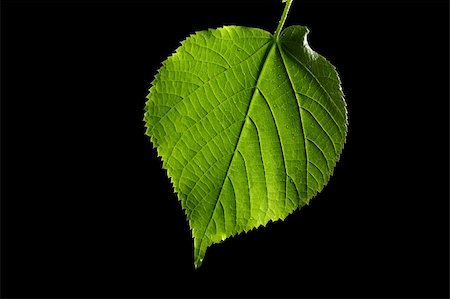 simsearch:400-05906470,k - green leaf on black background Photographie de stock - Aubaine LD & Abonnement, Code: 400-05168323