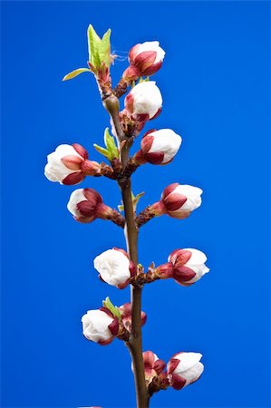 Flowers of apricot on a blue background. Foto de stock - Royalty-Free Super Valor e Assinatura, Número: 400-05168399