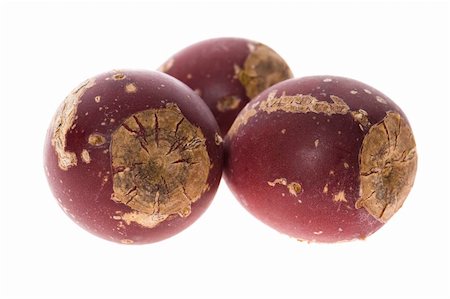 figuier de barbarie - Prickly pear cactus ( Opuntia ficus-indica ) with red fruits Photographie de stock - Aubaine LD & Abonnement, Code: 400-05168749