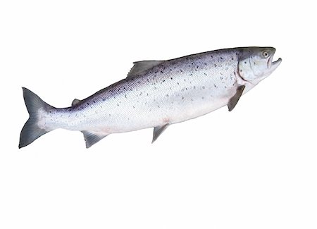 salmon on white background Photographie de stock - Aubaine LD & Abonnement, Code: 400-05168826