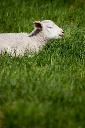 simsearch:400-04478701,k - A happy smiling lamb in a bed of green grass Stockbilder - Microstock & Abonnement, Bildnummer: 400-05169306
