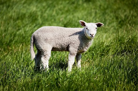 simsearch:400-04478701,k - A small lamb in a pasture of sheep looking curious at the camera Stockbilder - Microstock & Abonnement, Bildnummer: 400-05169307