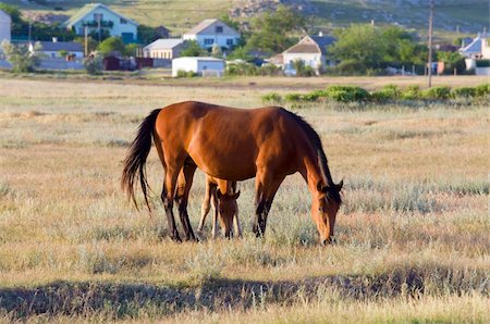 steppe horse - Horse with small foal in preirie pasture (near Kazantip reserve, Crimea, Ukraine). Stock Photo - Budget Royalty-Free & Subscription, Code: 400-05169523