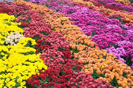 simsearch:400-04416181,k - Autumn varicoloured chrysanthemum flower bad (striped background) Fotografie stock - Microstock e Abbonamento, Codice: 400-05169685