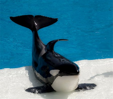 dolphins jumping in the air - One killer whale at a "killer whale show". Stock Photo - Budget Royalty-Free & Subscription, Code: 400-05169705