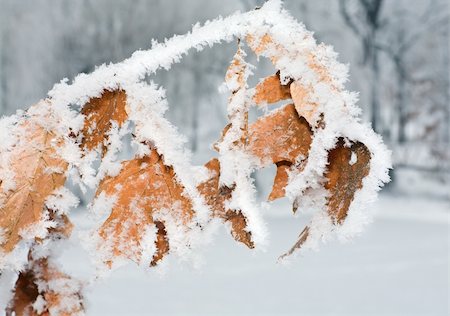 freeze dried - dry leaves of oak covered by a hoarfrost Stock Photo - Budget Royalty-Free & Subscription, Code: 400-05169708