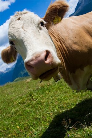 simsearch:400-04638918,k - Alpine cow on a green meadow. Very close view Photographie de stock - Aubaine LD & Abonnement, Code: 400-05169895
