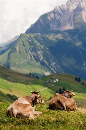 simsearch:614-02984648,k - Two cows laying on a meadow and enjoing a mountain view Stock Photo - Budget Royalty-Free & Subscription, Code: 400-05169896