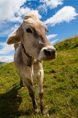 simsearch:400-04638918,k - Alpine cow on a green meadow. Very close view Photographie de stock - Aubaine LD & Abonnement, Code: 400-05169893