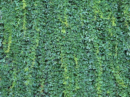 plant grow on garden wall - Botanical ivy photo on the wall, background or texture Stock Photo - Budget Royalty-Free & Subscription, Code: 400-05169949