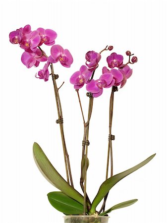 simsearch:400-04596018,k - Isolated orchid flowers on white background Stockbilder - Microstock & Abonnement, Bildnummer: 400-05169969