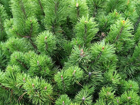 pine sprout - Photo of green pine tree from very close distance Stock Photo - Budget Royalty-Free & Subscription, Code: 400-05169974