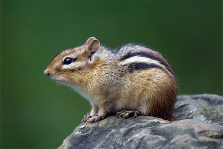 Closeup picture of an Eastern Chipmunk on a rock Stock Photo - Budget Royalty-Free & Subscription, Code: 400-05160000