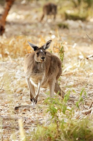 Wallaby Taken in the Wild and Free Roaming Stock Photo - Budget Royalty-Free & Subscription, Code: 400-05160060
