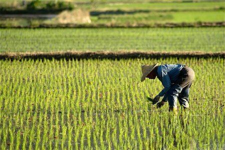 There is a famer working in the farm. Stock Photo - Budget Royalty-Free & Subscription, Code: 400-05160219