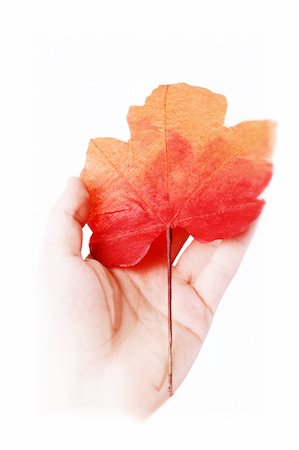 Leaf in a man hand. Isolated on white. Autumn concept. Fotografie stock - Microstock e Abbonamento, Codice: 400-05160329