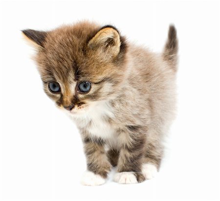 simsearch:400-04904022,k - Funny kitten Stockbilder - Microstock & Abonnement, Bildnummer: 400-05160442