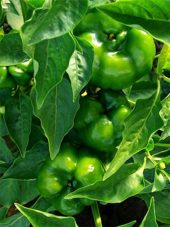 simsearch:400-05356597,k - Green peppers growing in the greenhouse Stock Photo - Budget Royalty-Free & Subscription, Code: 400-05160495