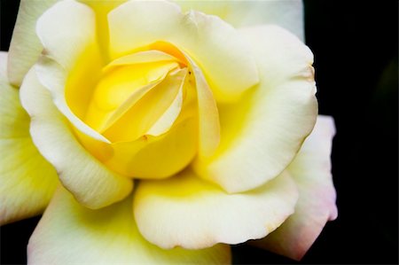 simsearch:400-04861419,k - Yellow rose Photographie de stock - Aubaine LD & Abonnement, Code: 400-05160683