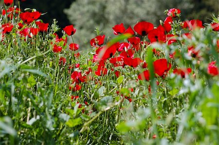simsearch:400-05251521,k - Blooming poppy flowers in a field. Spring season background. Photographie de stock - Aubaine LD & Abonnement, Code: 400-05160784