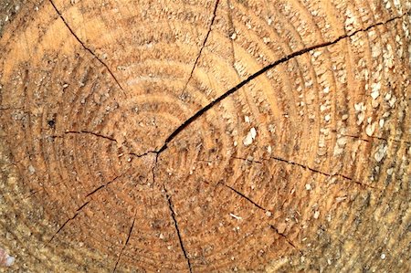 Tree rings are counted to determine the age of a tree Foto de stock - Royalty-Free Super Valor e Assinatura, Número: 400-05160816