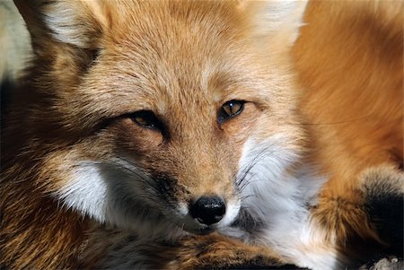 simsearch:400-04516399,k - Close-up portrait of a beautiful wild Red Fox Foto de stock - Royalty-Free Super Valor e Assinatura, Número: 400-05160846