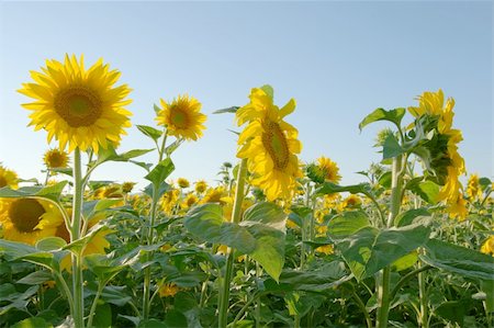sunflower field rows - sunflower field on blue gradient sky Stock Photo - Budget Royalty-Free & Subscription, Code: 400-05161021
