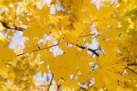 simsearch:400-04031749,k - autumnal gold maple leaves background Stockbilder - Microstock & Abonnement, Bildnummer: 400-05161031