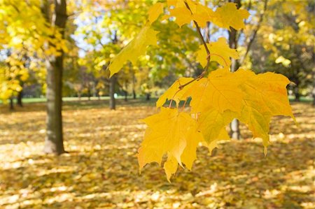 simsearch:400-04031749,k - autumn in park with gold maples Stockbilder - Microstock & Abonnement, Bildnummer: 400-05161032