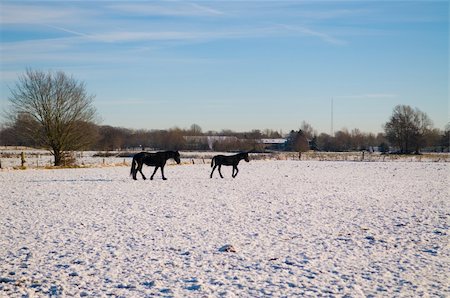 Lovely winter scenic with horses on a cold day Fotografie stock - Microstock e Abbonamento, Codice: 400-05161222