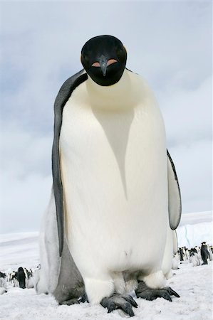 simsearch:400-04128220,k - Emperor penguin (Aptenodytes forsteri) standing on the ice in the Weddell Sea, Antarctica Fotografie stock - Microstock e Abbonamento, Codice: 400-05161316