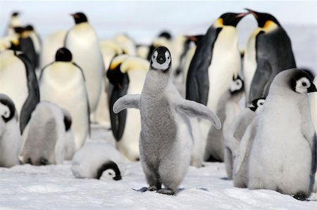 simsearch:400-04128220,k - Emperor penguin chick (Aptenodytes forsteri) on the ice in the Weddell Sea, Antarctica Fotografie stock - Microstock e Abbonamento, Codice: 400-05161317