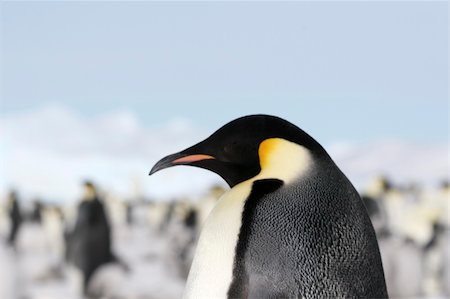 simsearch:400-04128220,k - Close-up of an emperor penguin (Aptenodytes forsteri) on the ice in the Weddell Sea, Antarctica Fotografie stock - Microstock e Abbonamento, Codice: 400-05161318