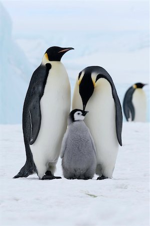 Emperor penguins (Aptenodytes forsteri) on the ice in the Weddell Sea, Antarctica Stock Photo - Budget Royalty-Free & Subscription, Code: 400-05161319
