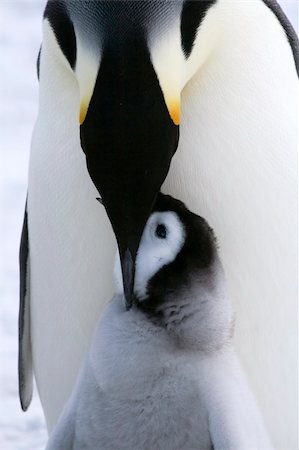 simsearch:400-04128220,k - Emperor penguins (Aptenodytes forsteri) on the ice in the Weddell Sea, Antarctica Fotografie stock - Microstock e Abbonamento, Codice: 400-05161328