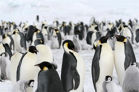 Emperor penguin (Aptenodytes forsteri) colony on the sea ice in the Weddell Sea, Antarctica Stock Photo - Budget Royalty-Free & Subscription, Code: 400-05161320