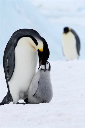Emperor penguins (Aptenodytes forsteri) on the ice in the Weddell Sea, Antarctica Stock Photo - Budget Royalty-Free & Subscription, Code: 400-05161322