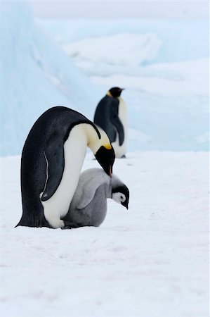 Emperor penguins (Aptenodytes forsteri) on the ice in the Weddell Sea, Antarctica Stock Photo - Budget Royalty-Free & Subscription, Code: 400-05161323