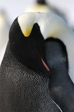 simsearch:400-04128220,k - Close-up of an emperor penguin (Aptenodytes forsteri) on the ice in the Weddell Sea, Antarctica Fotografie stock - Microstock e Abbonamento, Codice: 400-05161334