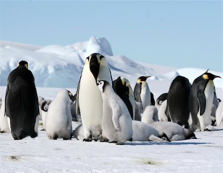 Emperor penguins (Aptenodytes forsteri) on the ice in the Weddell Sea, Antarctica Stock Photo - Budget Royalty-Free & Subscription, Code: 400-05161335