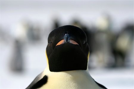 simsearch:400-04128220,k - Close-up of an emperor penguin (Aptenodytes forsteri) on the ice in the Weddell Sea, Antarctica Fotografie stock - Microstock e Abbonamento, Codice: 400-05161336