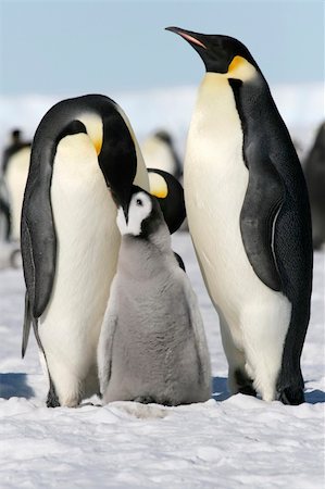 Emperor penguins (Aptenodytes forsteri) on the ice in the Weddell Sea, Antarctica Stock Photo - Budget Royalty-Free & Subscription, Code: 400-05161331