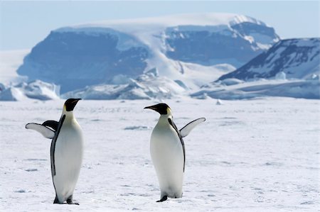 Emperor penguins (Aptenodytes forsteri) on the ice in the Weddell Sea, Antarctica Stock Photo - Budget Royalty-Free & Subscription, Code: 400-05161332
