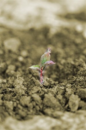 Agriculture Fotografie stock - Microstock e Abbonamento, Codice: 400-05161443