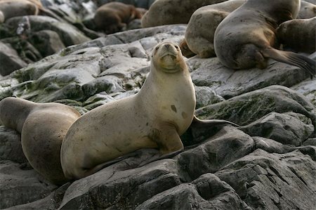 South American fur seals (Arctocephalus australis) resting on the rocks Photographie de stock - Aubaine LD & Abonnement, Code: 400-05161604
