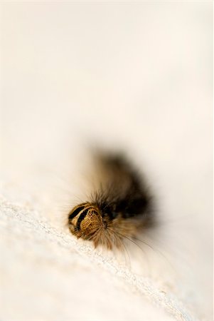 A hairy caterpillar crawling along a painted wall Stock Photo - Budget Royalty-Free & Subscription, Code: 400-05161758