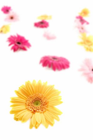 simsearch:400-04418407,k - Gerbera yellow flower with colorful blur flowers white background Stockbilder - Microstock & Abonnement, Bildnummer: 400-05161904