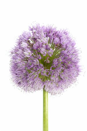simsearch:633-02691372,k - Onion purple flower macro detail isolated on white background Foto de stock - Super Valor sin royalties y Suscripción, Código: 400-05161906